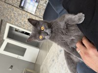 2 yaş british shorthair