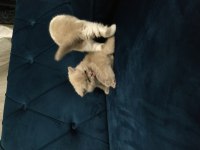 British shorthair 2 aylık
