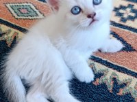 Ücretsiz british shorthair beyaz kedimiz