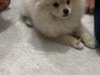 Pomeranian boo köpeği