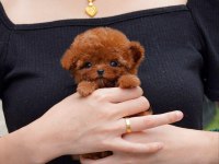 SAFKAN A KALİTE TOY POODLE BEBEKLERİM