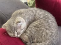 3 Aylık Erkek Scottish Fold