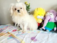 Kore Maltese