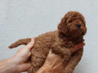 Toy poodle yavruları