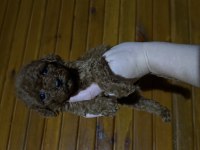 Toypoodle Bebekler 