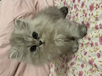 British longhair yavruma acil yuva aranıyor