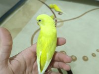 Yetişkin ve yavru eğitime açık muhabbet kuşları