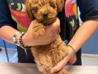2.5 aylık erkek toy poodle