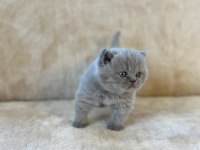 Eşsiz Güzellikte Blue British Shorthair