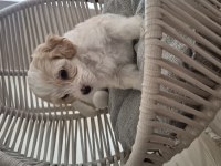 MALTİPOO YAVRULARIMIZ YENİ AİLELERİNİ ARIYOR!