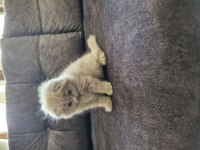 Minik scottish fold hanım yeni yuvasını arıyor