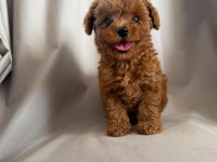 Orjinal Toy Poodle Yavrumuz