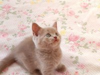 GRİ LİLAC DİŞİ ERKEK SAFKAN YAVRU KEDİLER