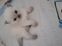 British Shorthair Dişi Yavrumuz