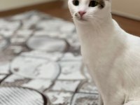 ÜLKE DIŞINA ÇIKACAĞIM İÇİN KEDİMİ SAHİPLENDİRMEK