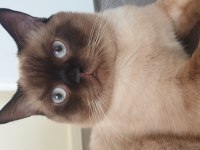 11 aylık british shorthair çiftleştirme