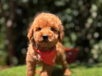 Show Kalite Toy Poodle Köpeği