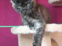 Safkan Ns Maine Coon erkek yavru