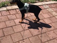 Dünyalar tatlısı 4 aylık doberman eğitime açık
