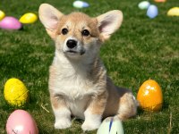 Türkiyede Tek welsh corgi