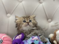 British Longhair Ve British Shorthair Çok Tatlı Bebekler