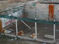 2 yaşında afacan golden retriever köpekler