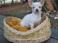 Chihuahua dişi elma kafa küt burun A kalite