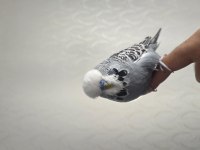 Gri Show Jumbo Muhabbet Kuşu