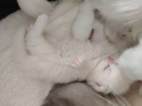 Kar Beyazı British Longhair Yavrular
