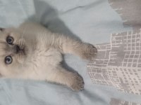 Yeni yuvasına hazır british shorthair
