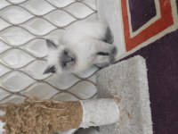 British longhair