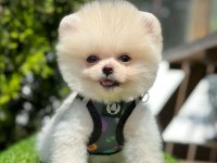 Safkan Pomeranian Boo Bebekler
