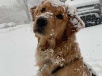 Golden retriever 2 yaşına yaklaştı