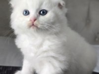 Bal gibi pamuk yavrular