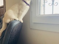 Mavi Gözlü British Shorthair Kızımız