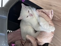 6 aylık erkek ankara kedisi