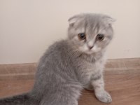 Scottish fold cins kedimiz
