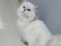 Full şecereli british longhair yetişkin dişi