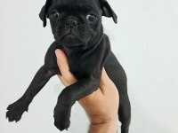 Pug mops yavrularımız teslime hazır