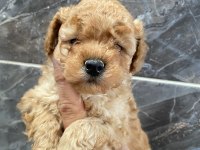 Orjinal minyatür toy poodle yavrular 