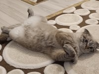 Scottish fold dumanımıza aile arıyoruz
