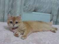 Bri Ny12 black golden shell 2 yaşında dişi