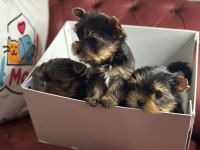 Wc eğitimli tea cup yorkshire terrier yavrularımız