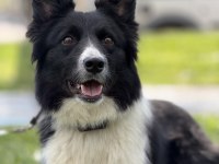 Köpeğimizden daha akıllısı yok