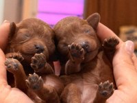 TEACUP AŞILI EĞİİTİMLİ PREMIUM TOY POODLE