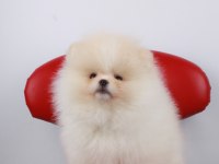 Ayı surat pomeranian isteyenler