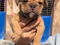 Sevimli ingiliz bulldog yavrularımız