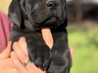 Evinizin Yeni Üyesi Cane Corso Kapıda Ödeme Vardır