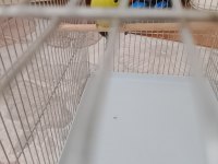 Satılık show jumbo çift muhabbet kuşu