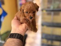 1 Aylık Erkek Poodle Yavru Yer İzmir